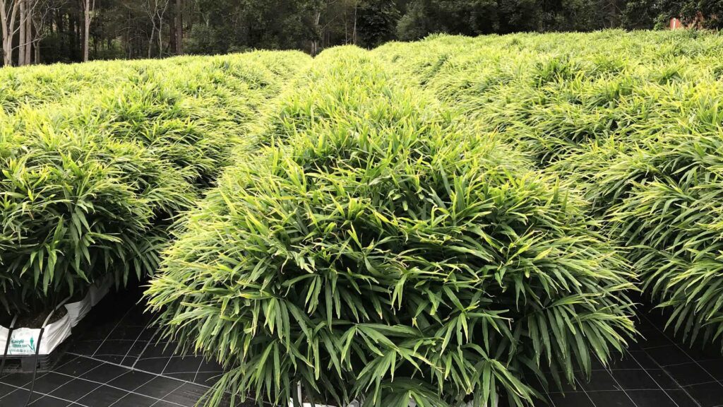 ginger qld 1