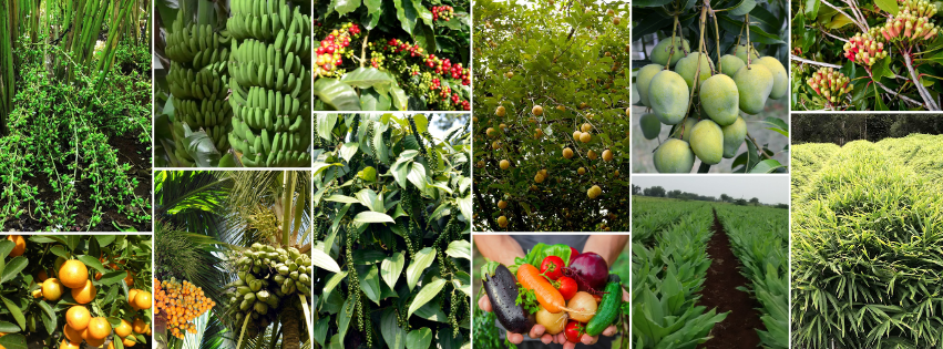 colorful autumn nature photo collage minimalist facebook cover (1)