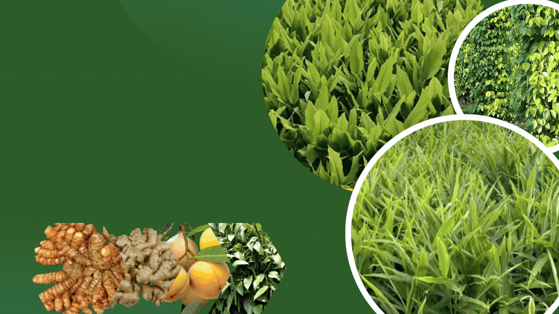 copy of orange and green modern agriculture video