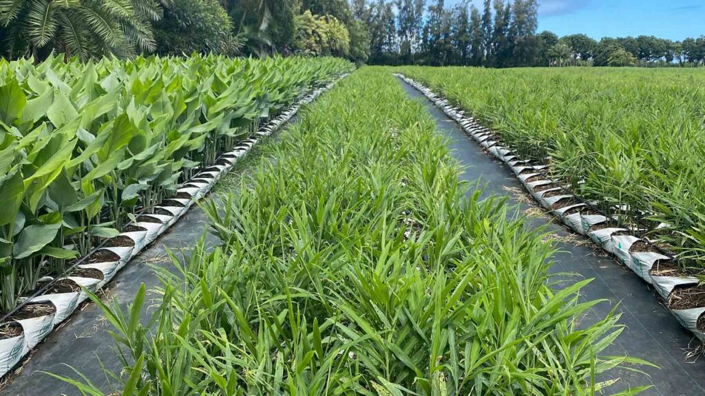 Terms & Conditions ginger growing in hawaii 1