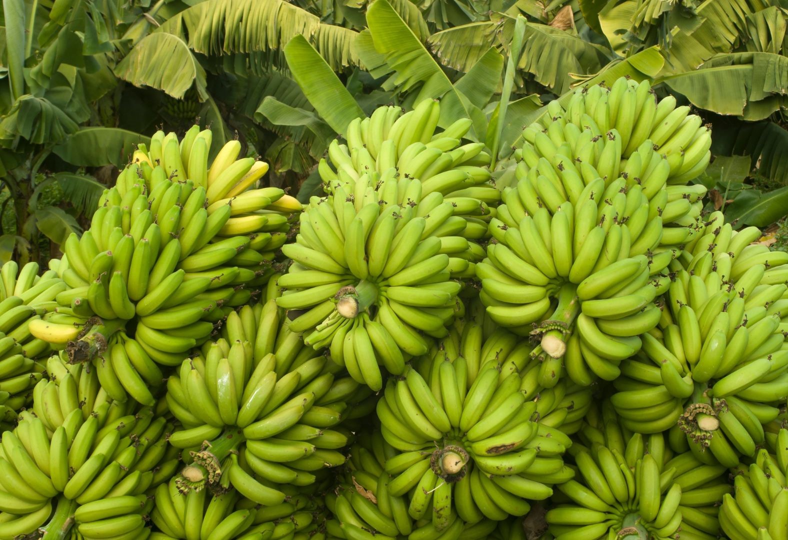 banana special micronutrient banana special micronutrient