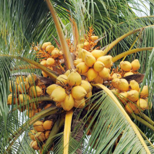 kalpa poshak coconut micronutrient