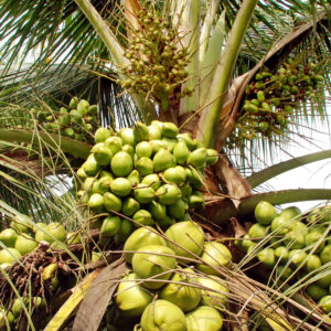 kalpa vardhini coconut micronutrient