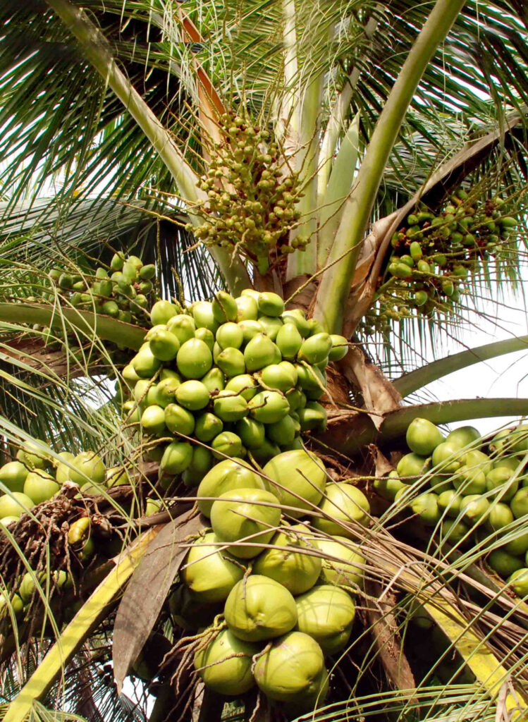 kalpa vardhini coconut micronutrient