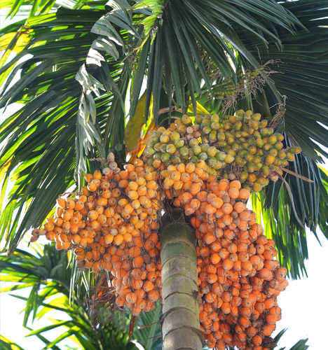 mohitnagar